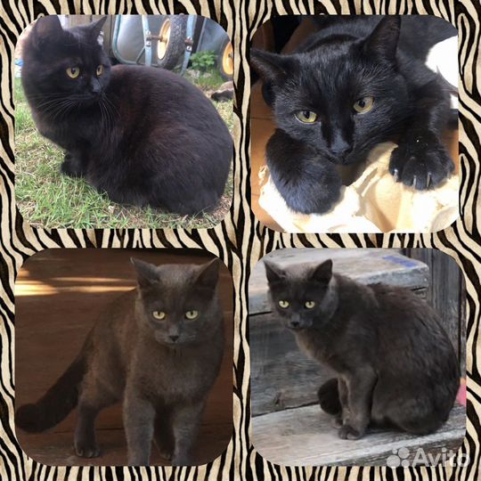 2 девочки от супер кошки