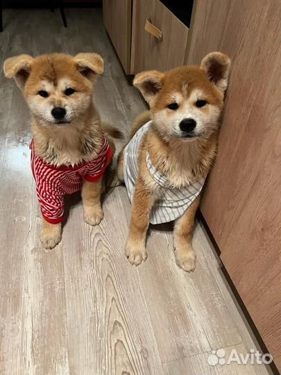 Щенки Акита Ину