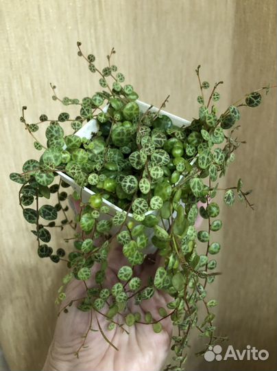 Пеперомия прострата