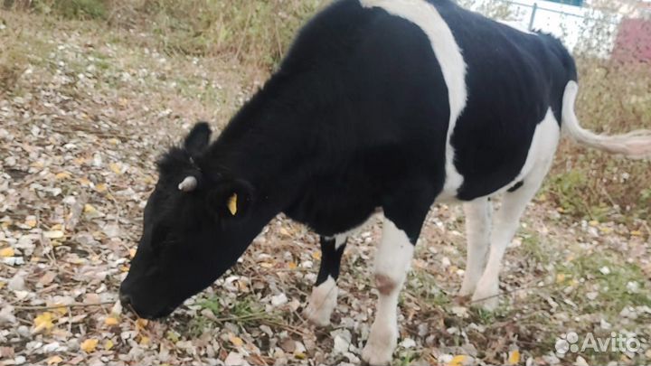 Телка на мясо