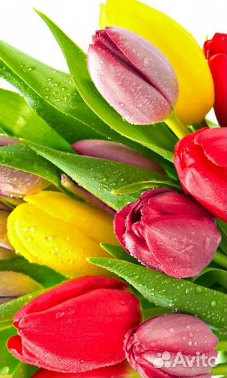 Тюльпаны луковицы