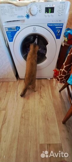 Шотландский молодой котик ищет невесту. 9 месяцев