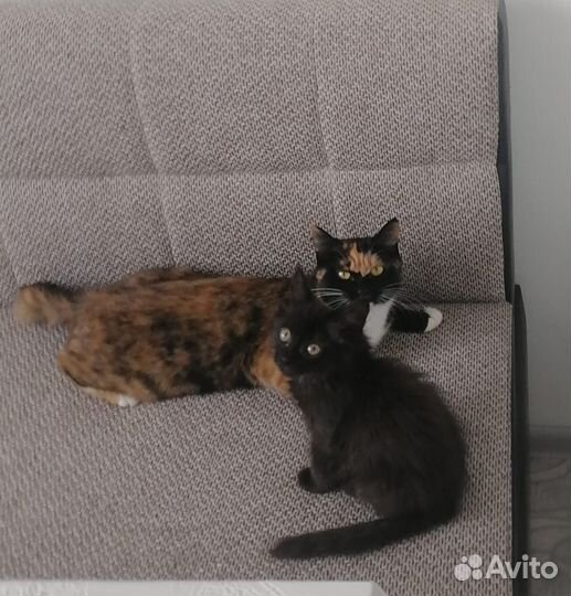 Кошка a в добрые руки
