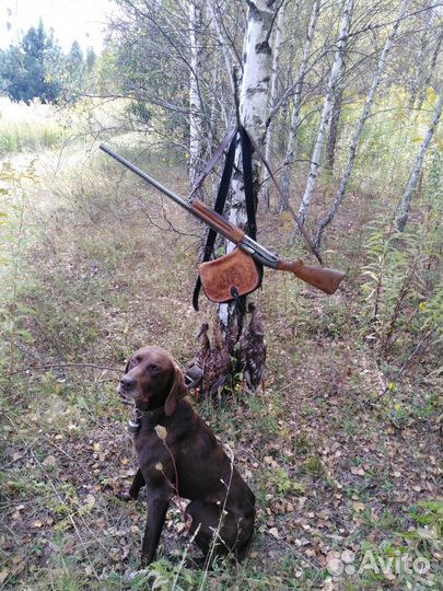 Курцхаар вязка