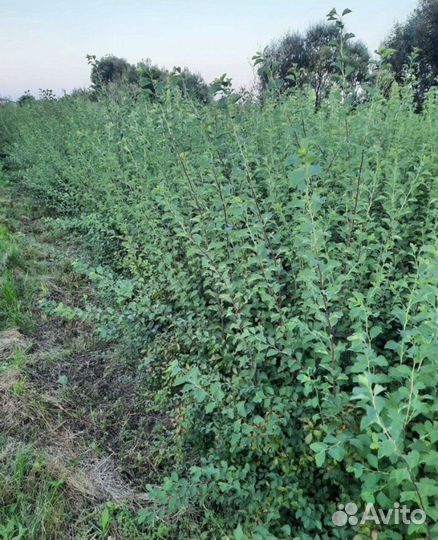 Спирея вангутта