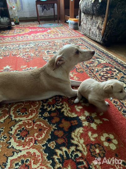 Той-терьер щенки