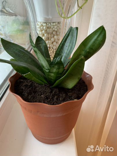 Сансевиерия Хана