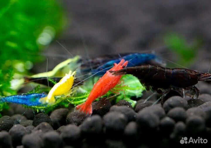 Креветки разноцветные, теодоксусы отправка почтой