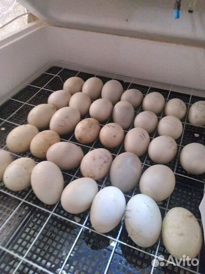 Куры молодки несушки