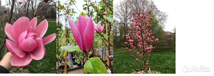 Семена наиредчайшей магнолии для России