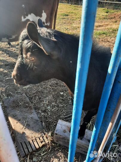 Козел мурсиано гранадино