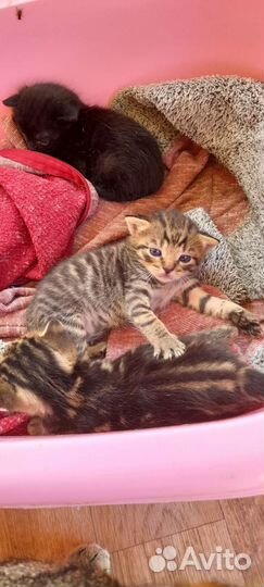 Бенгальская бесплатно