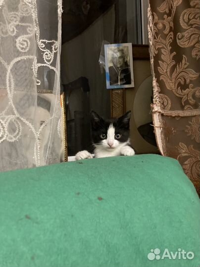 Кошечка в добрые руки
