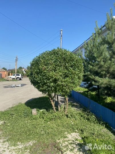 Спил,кронирование деревьев любой сложности