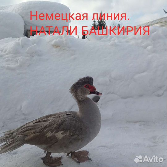 Мускусные утки(индоутки)