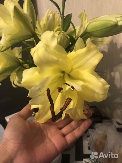 Лилии Экзотик Сан