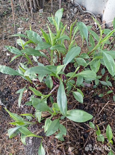 Хризантемы многолетние (Октябрины)