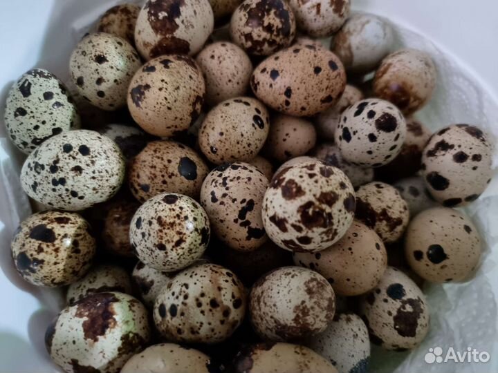 Яйца перепелиные инкубационные