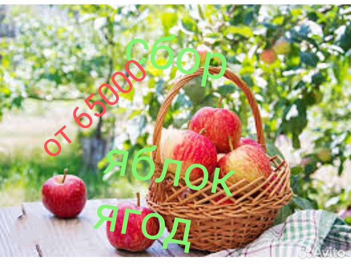 Сборщик яблок