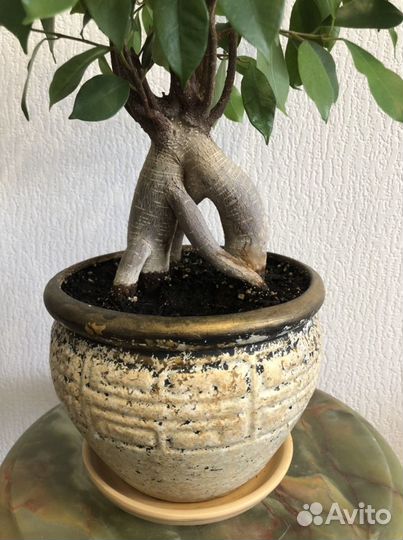 Детки Фикуса Микрокарпа Мокламе, Бенджамина