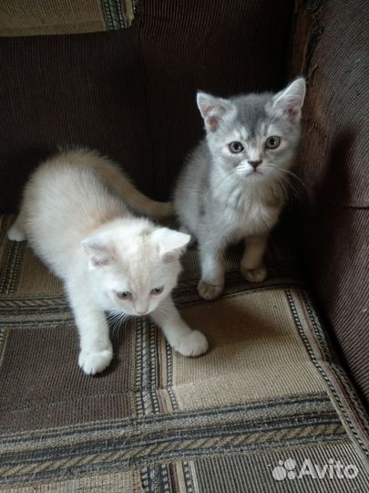 Котики метисы