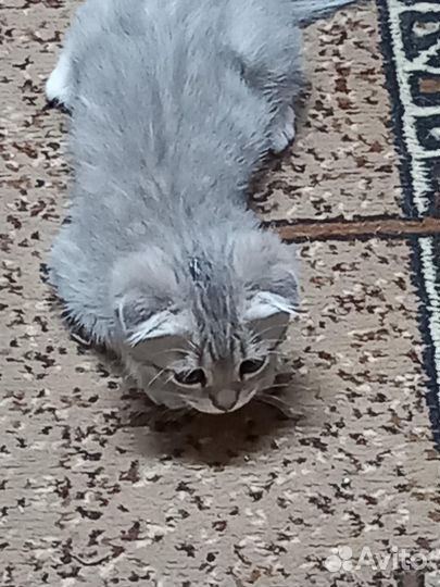 Семпатулька котик