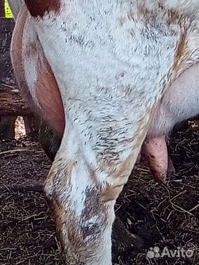 Коровы дойные молочные