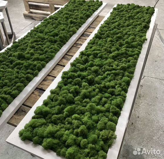 Панно из мха, озеленение, мох, картина, фитостены