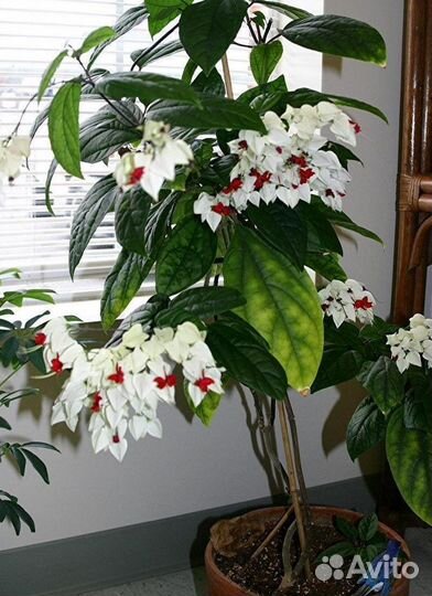 Клеродендрум томпсон