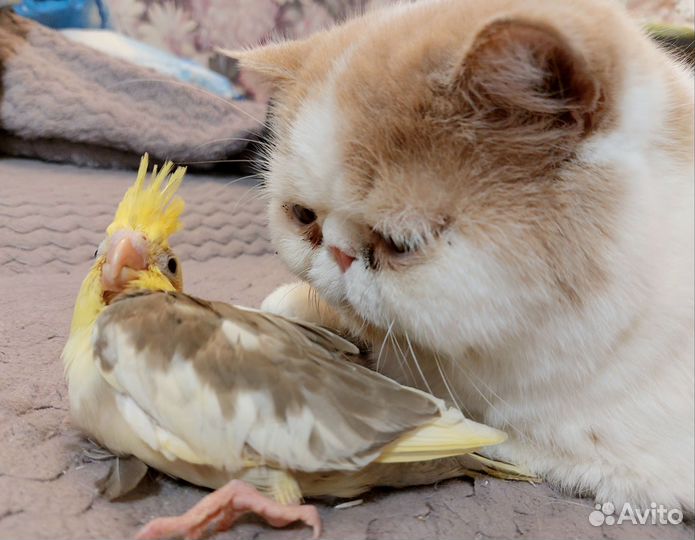 Попугай корелла птенец