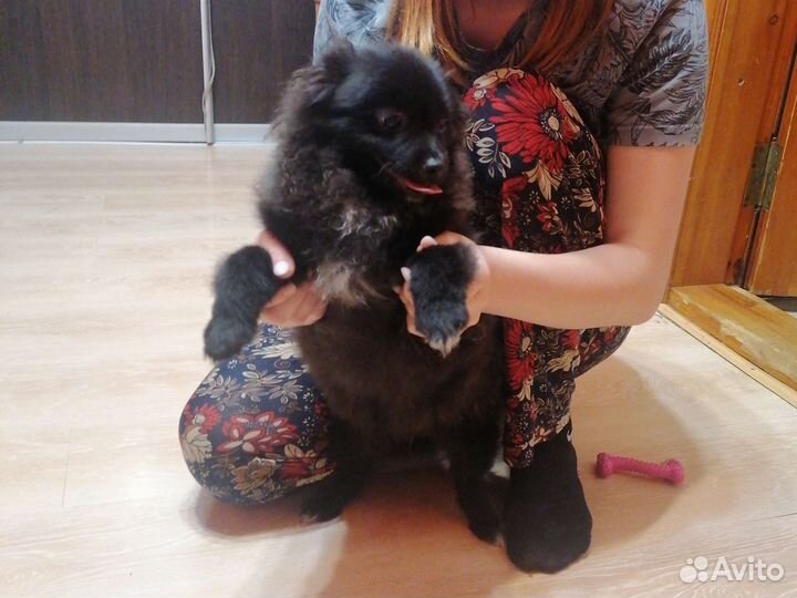 Собаки щенки шпиц