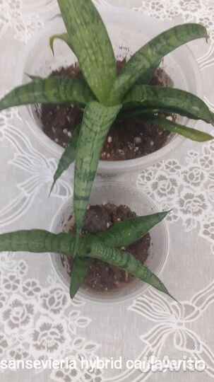 Сансевиерии