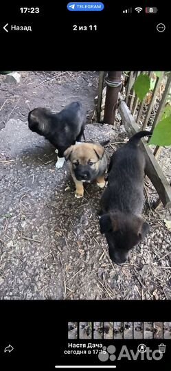 Собака в добрые руки щенок