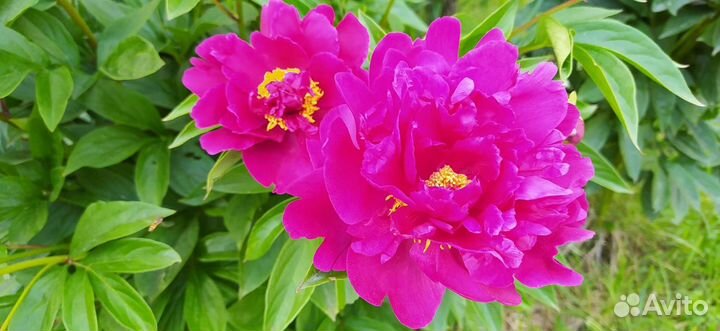 Пионы саженцы