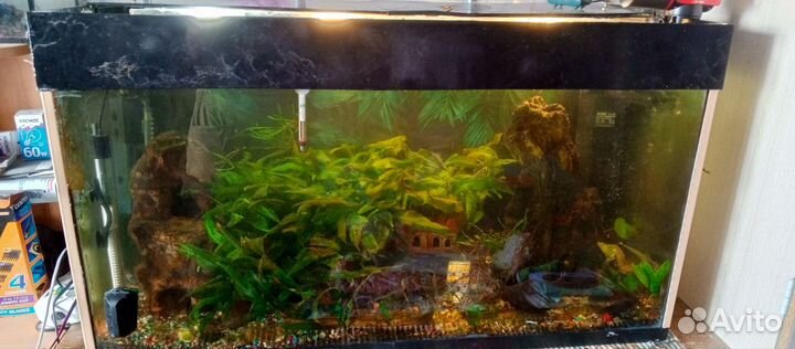 Аквариум с рыбками