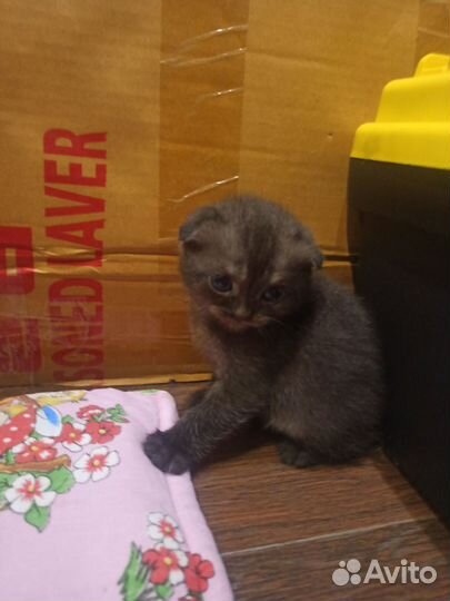 Продажа шотландских котят