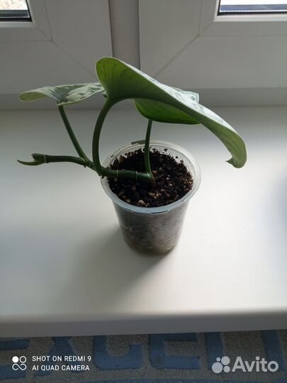 Сциндапсус экзотика