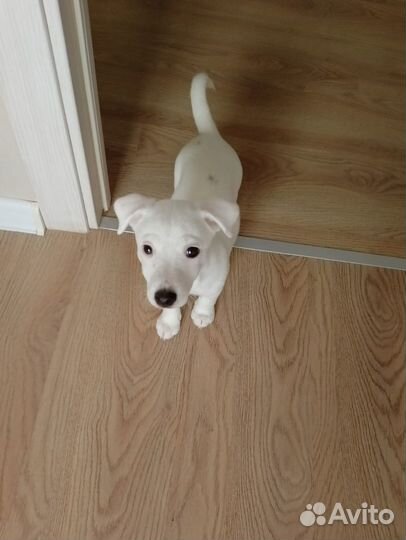 Щенки джек рассел терьер