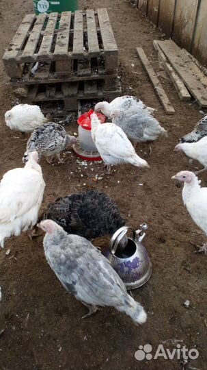 Индюки индюшата