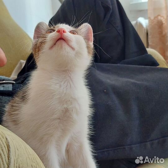 Котенок 2 месяца (девочка) в добрые руки