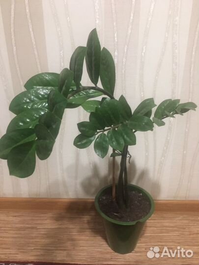 Замиокулькас- комнатное растение