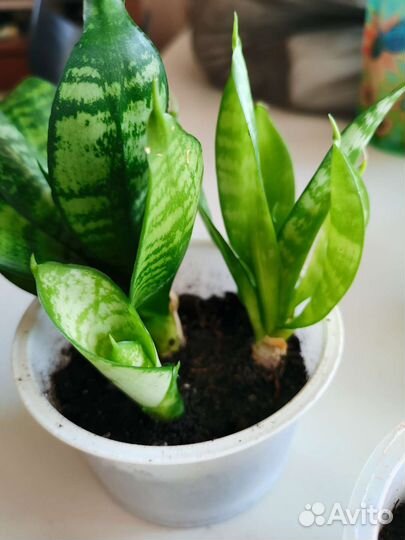 Сансевиерия ханни 3шт/стакан, Хавортия 3шт/стакан