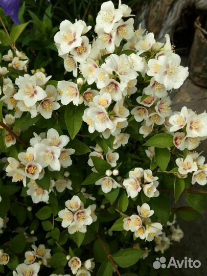 Саженцы декоративных кустарников