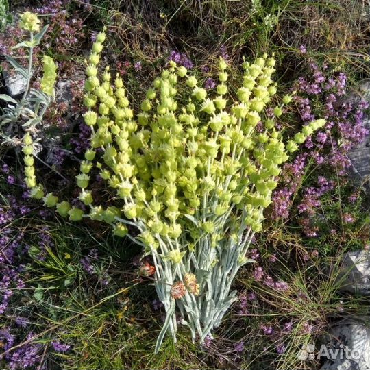 Железница Крымская, Лимонник,Татар-чай или Чаба