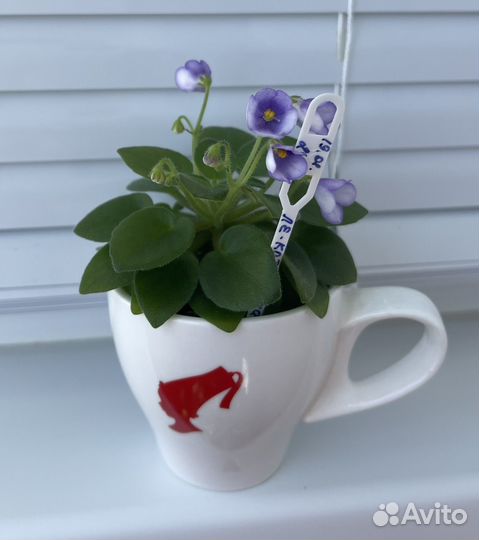 Ле-Котёнок Гав