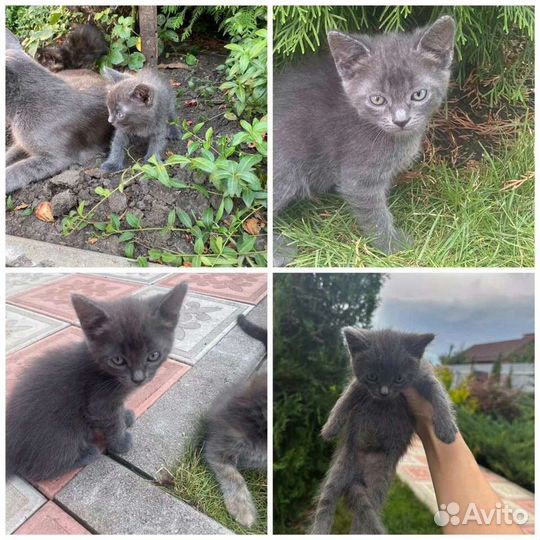 Котята в добрые руки
