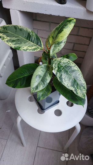 Фикус Шривериана и Мокламе