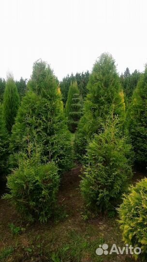 Туя Смарагд, Колумна, Брабант от 15шт. Доставка