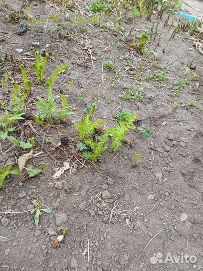 Папоротник. Хоста