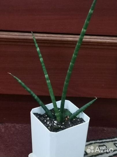 Сансевиерия цилиндрическая +бесплатная доставка